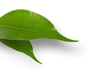 Oakville Dental Arts_logo_front_leaves