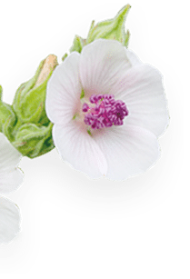 NanaEssence_portfolio_flower_03