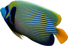 scuba2000_fish-01
