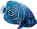 scuba2000_fish-02
