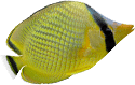 scuba2000_fish-03